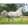 Sestavljanka 3D - Lipicanec 48 kos 31x23cm I Feel Slovenia